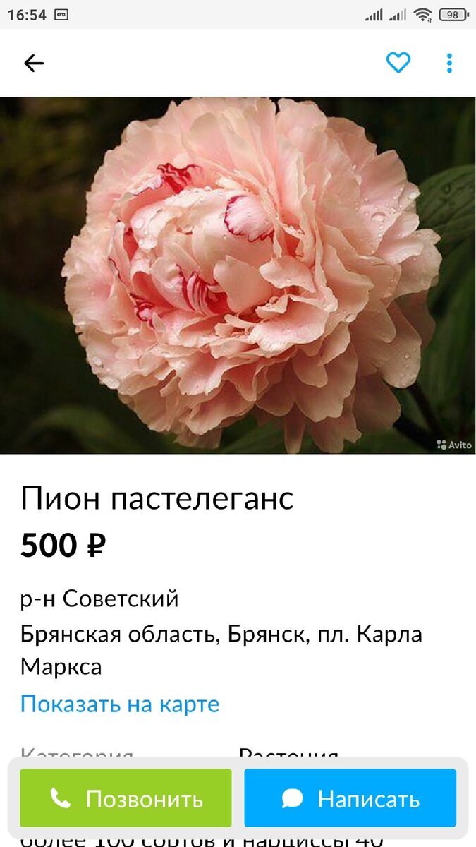 Пион пастель элеганс фото и описание сорта фото