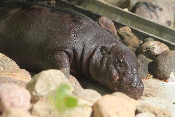  Карликовый бегемот Ксюша. Она переехала из Швеции в Московский зоопарк в 2017 году / Фото: Наталия Нечаева, «Вечерняя Москва»
