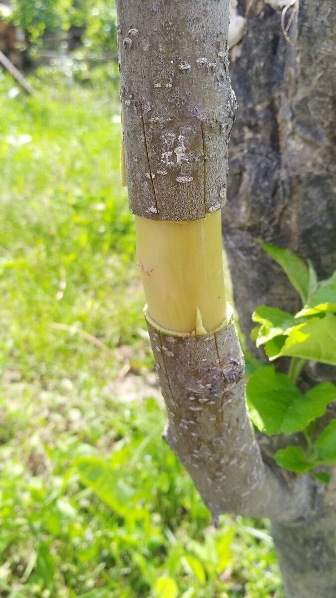 На ветке по кругу срезал кору шириной 2 см, и сделал продольные насечки, опудрил корневином