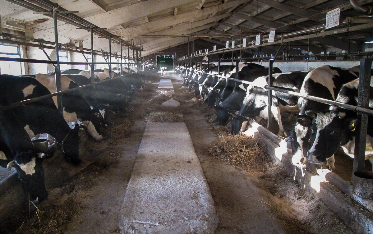 Коровья ферма.