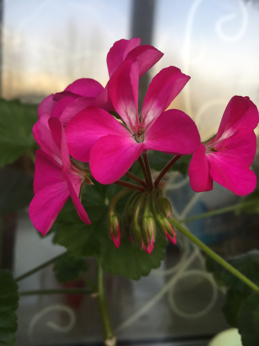 Эта цветунья продолжает радовать