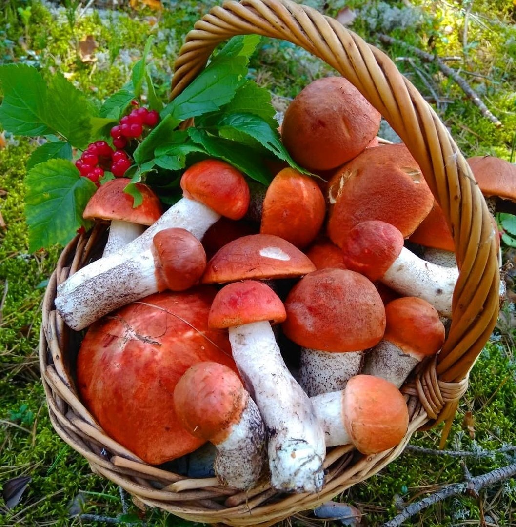 Грибы собранные утром. Корзина с грибами. Урожай грибов. Сбор грибов. Осенние дары леса.