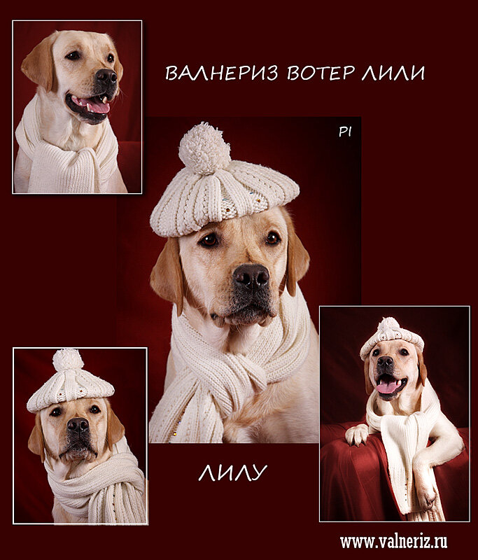 Валнериз Вотер Лили