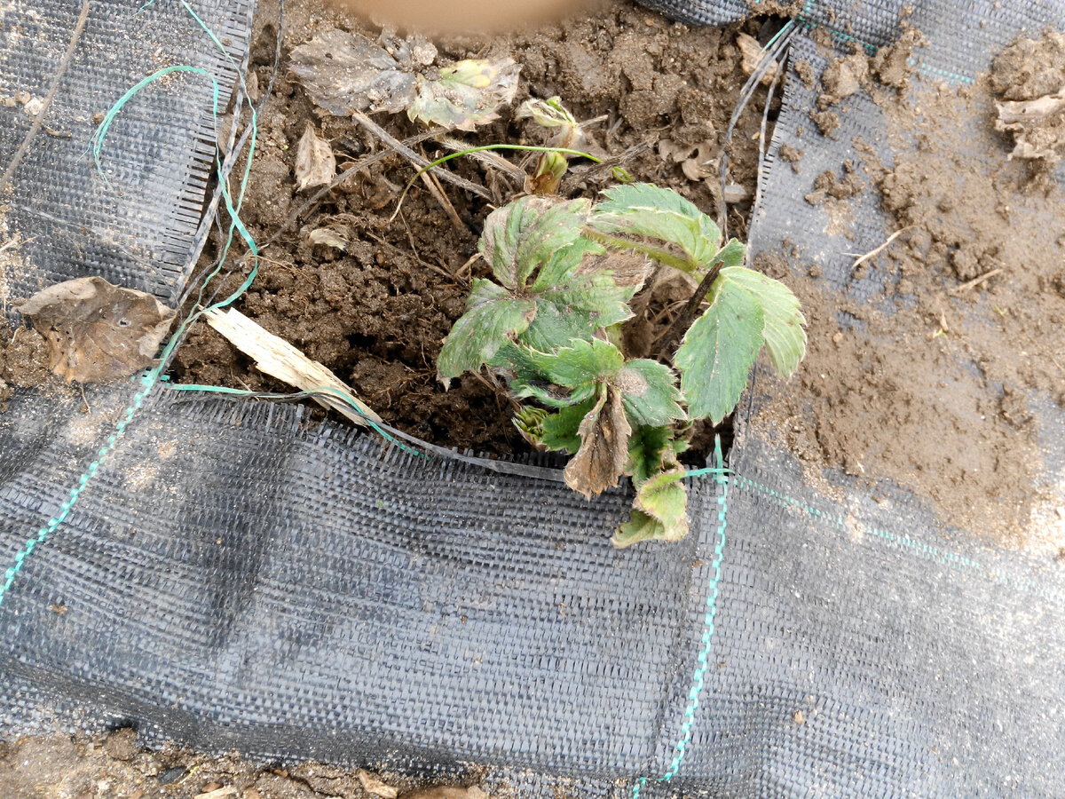 листья садовой земляники пострадавшие от клещей. Фото автора
