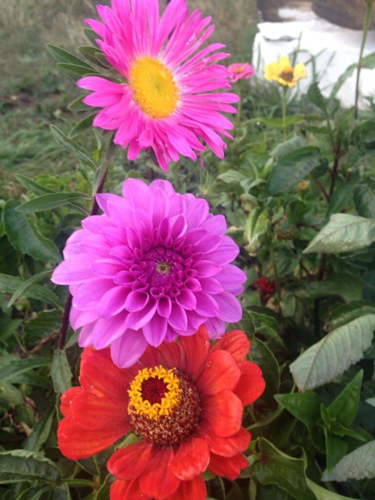 Наши георгины с астрами и цинией