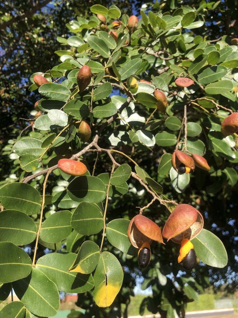 Плоды керосинового дерева