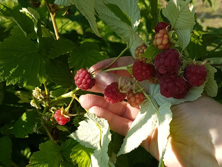 Вкус, аромат и польза от малины стоят того, чтобы потрудиться над её сбором