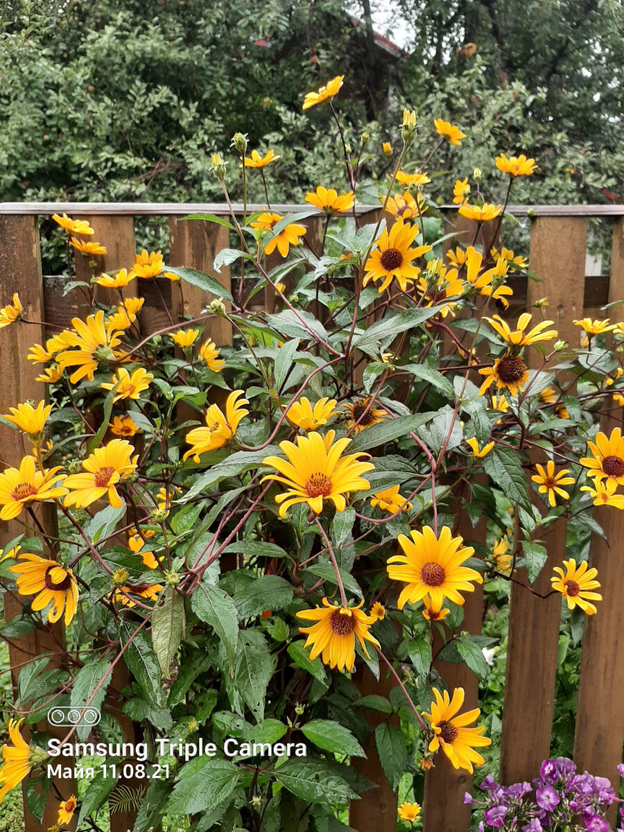 Гелиопсис Саммер Найтс 