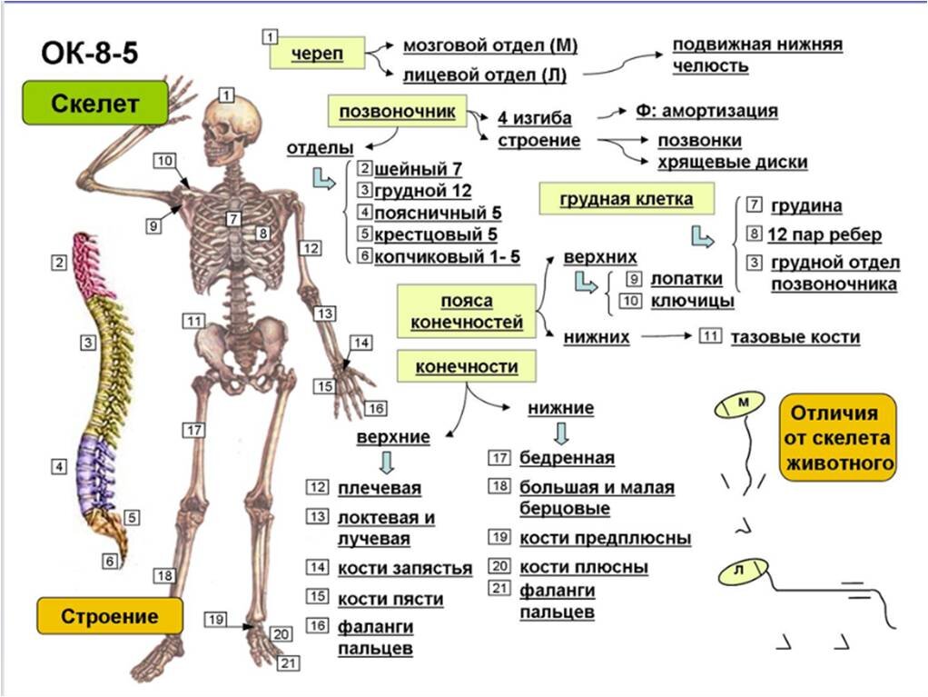 Опора и движение 8 класс биология презентация