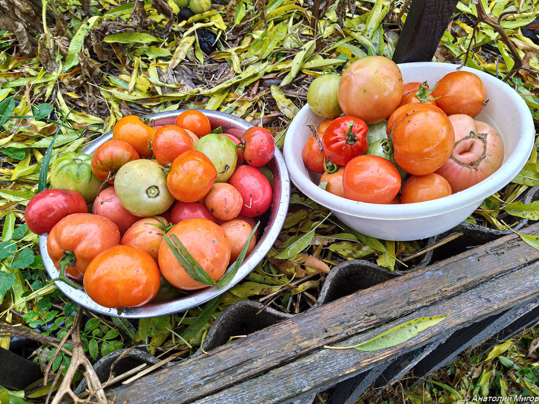 Самый последний урожай.