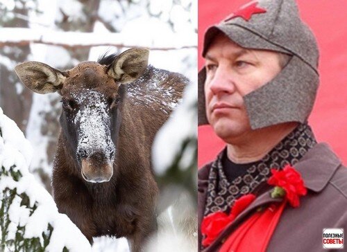 Коллаж автора.