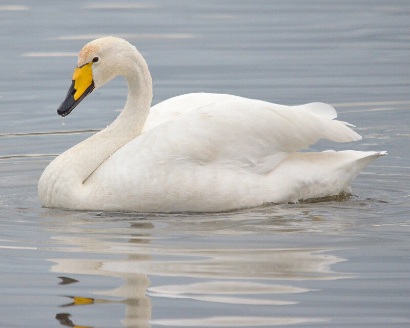 Лебедь-кликун. Фото spwhite1 (flickr.com)