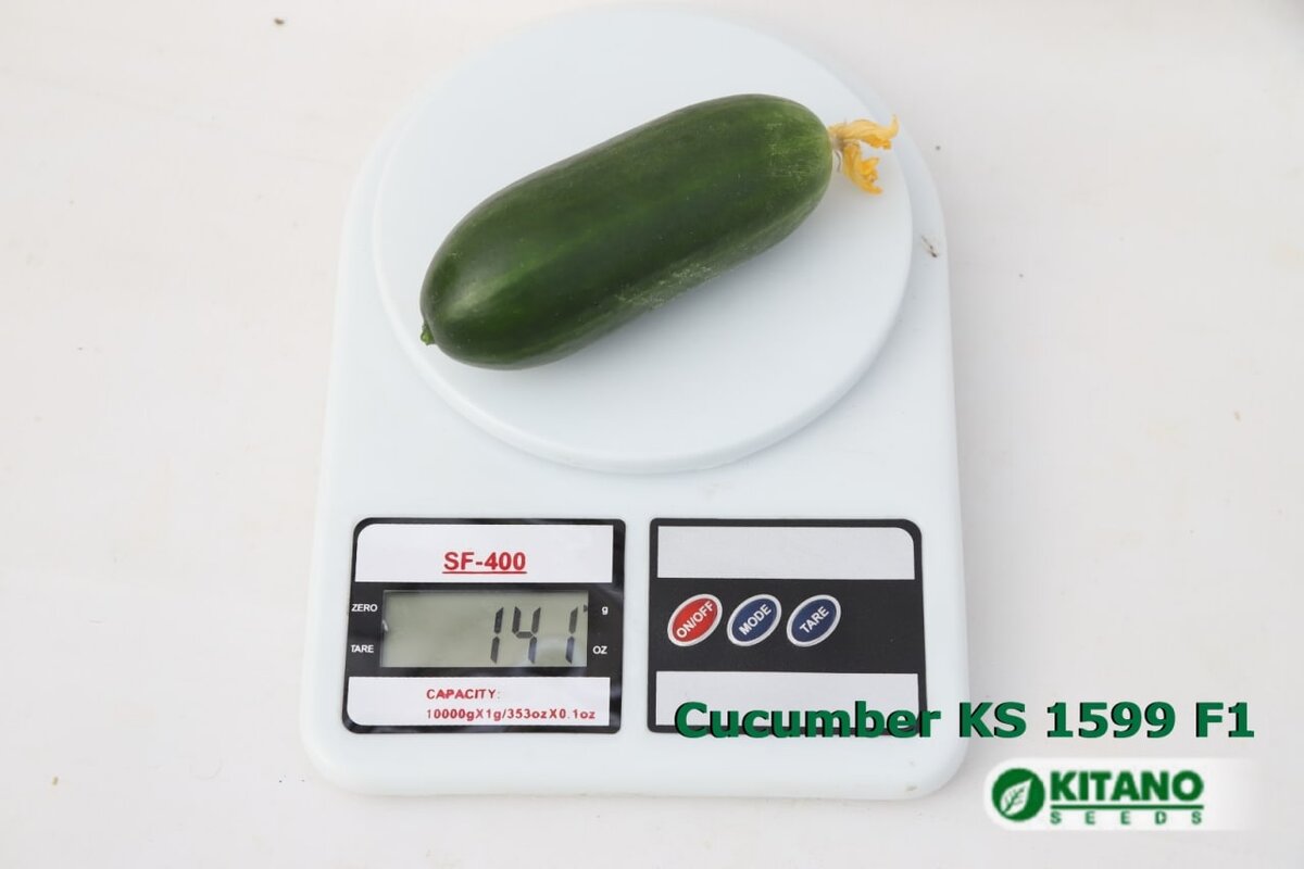 огурец KS 1599 F1