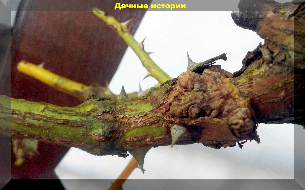 https://vk.com/photo-159774511_457250150