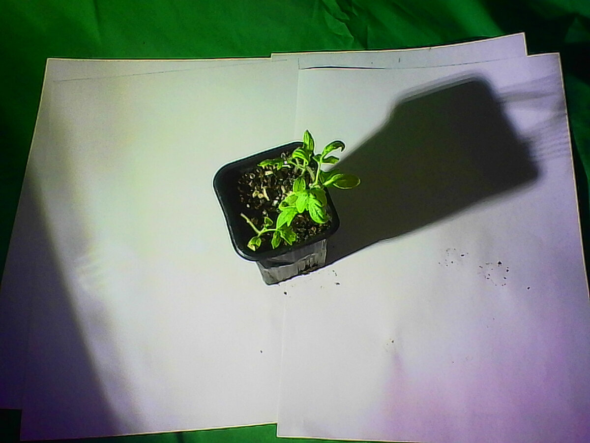 Жёлтые китайские помидоры. Будем ждать , что вырастет. (фото автора).