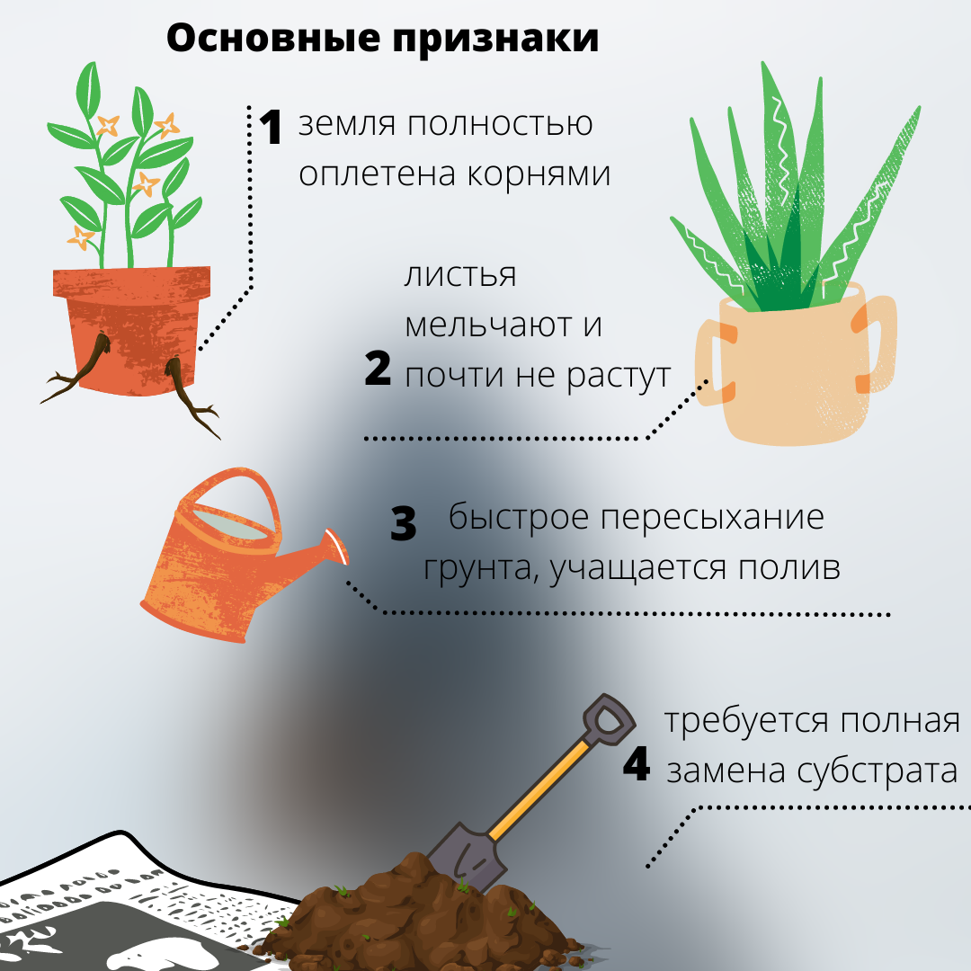 Пересадка комнатных цветов в июне. Зимиакаукус растение как правильно ухаживать.