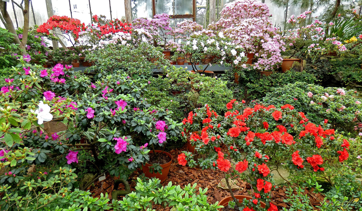 Вересковые оранжереи