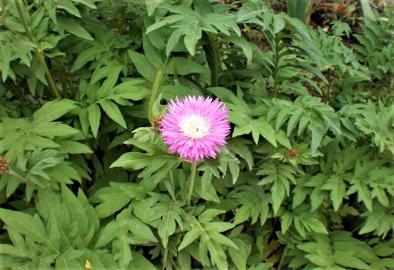  Листайте галерею фотографий. Василек садовый. Фото с сайта: https://goo.su/zbcHWj.