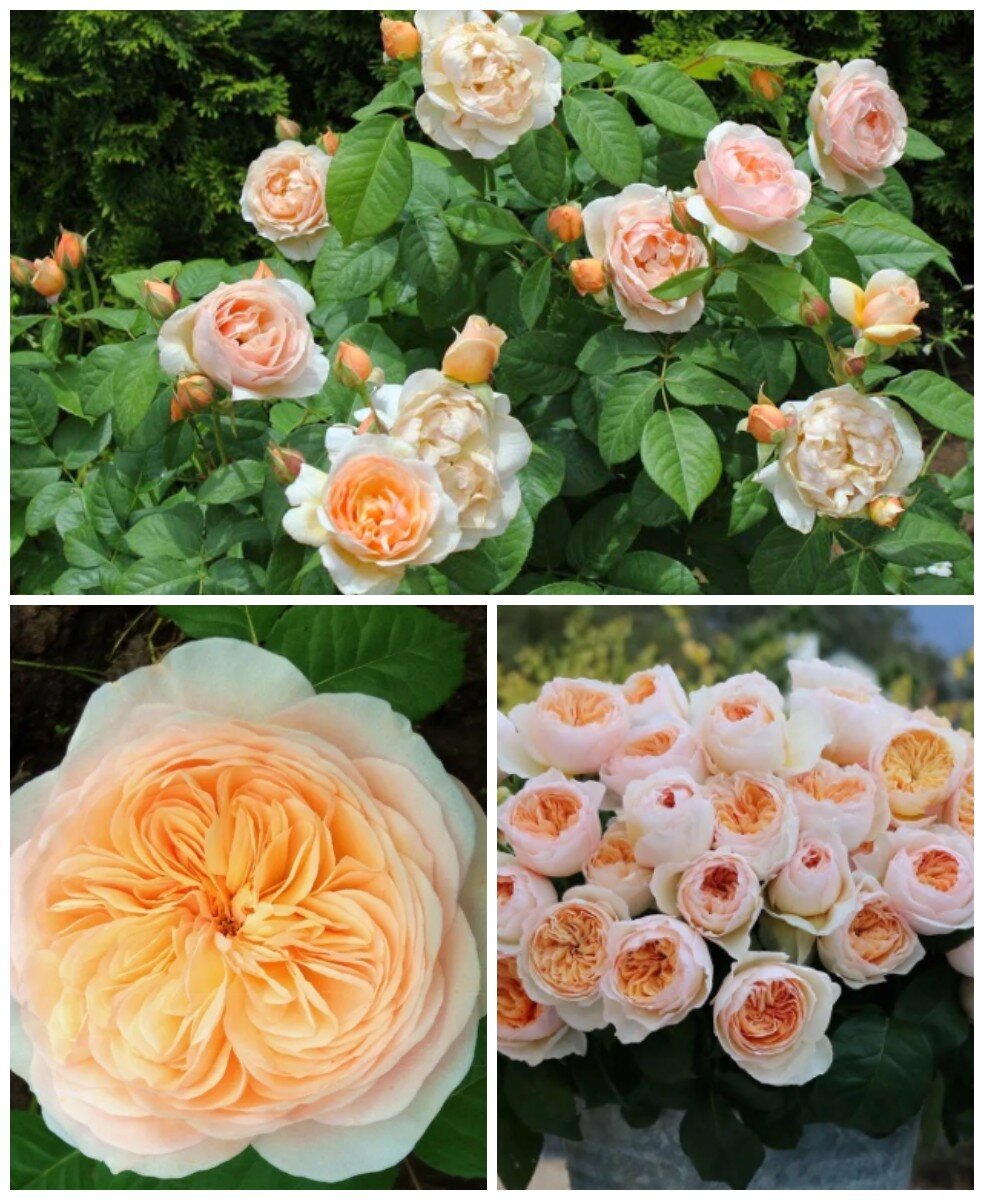 Роза Джульетта. Фотоколлаж создан мной