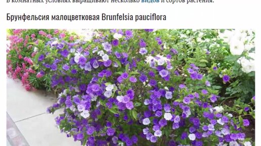 Брунфельсия (Brunfelsia)