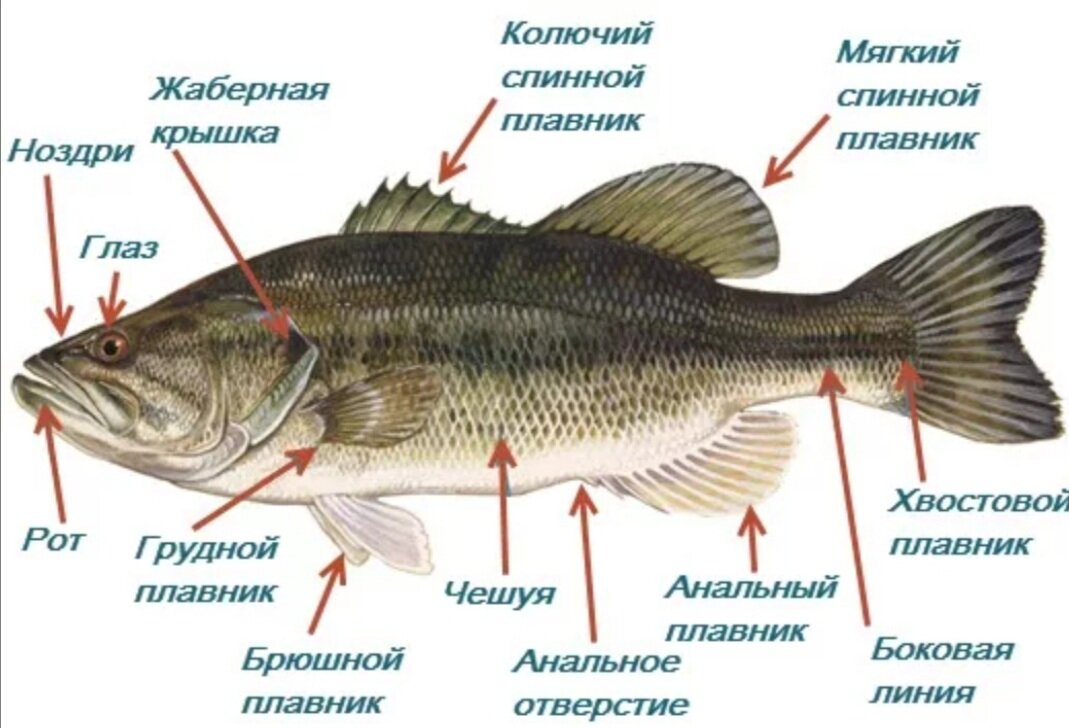 Схема внешнего строения рыбы