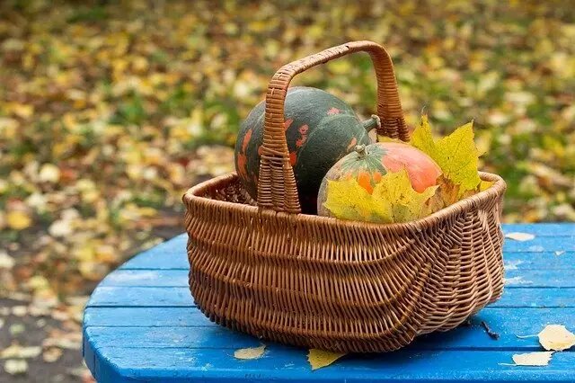 Фото pixabay/Bairyna: до наступления заморозков на огороде убирают урожай тыквы.