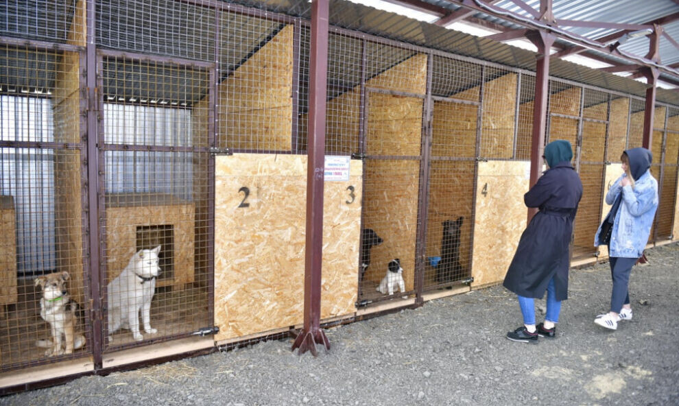    На Ямале в приюты за год поступило 3600 бездомных собак и кошек