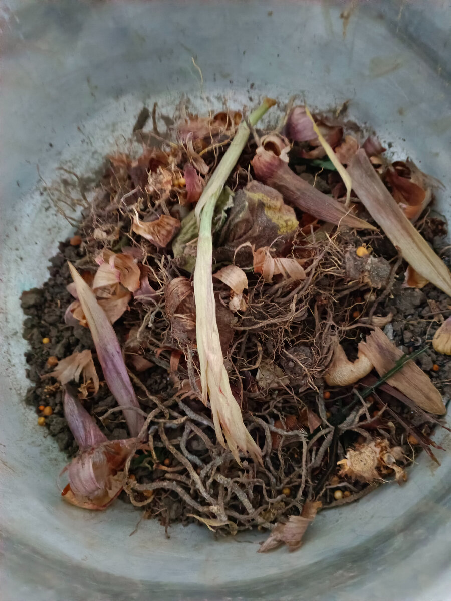 корешки и луковичная одежка пошли в дело вместе с землей