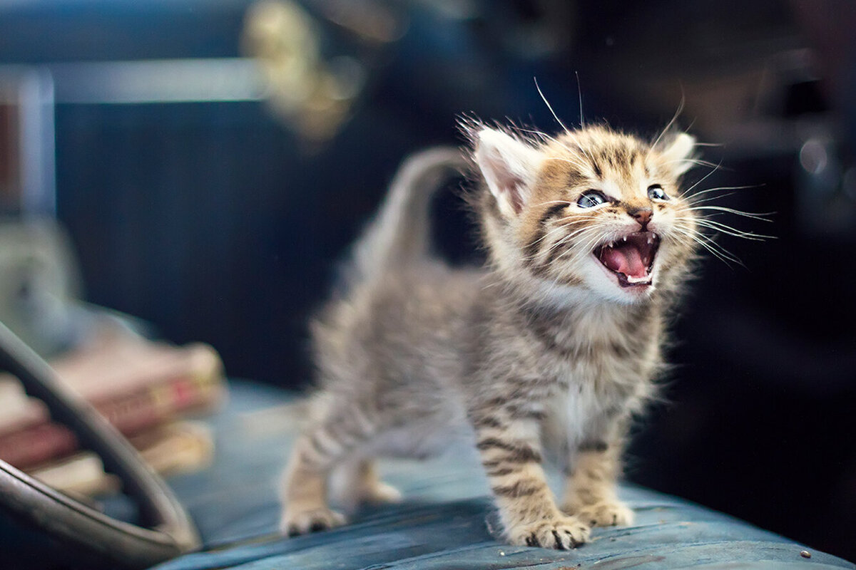 Феномен «адресованной коту речи»: могут ли кошки распознавать голоса своих хозяев?