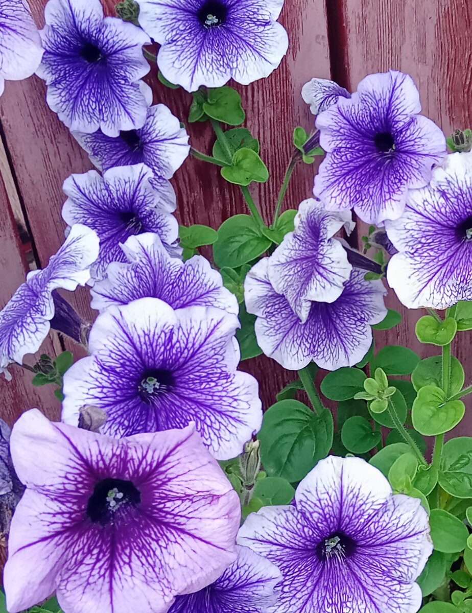 Фото автора. Мамины петуньи.