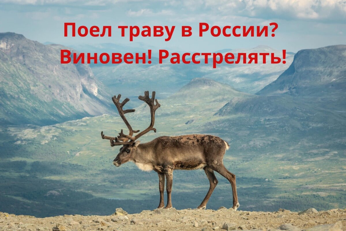 Норвежцы расстреляли 40 оленей за то, что те ходили в Россию на пастбище.  Еще два оленя-предателя в бегах, их ищут | Фигачу на удалёнке с 2011 года |  Дзен