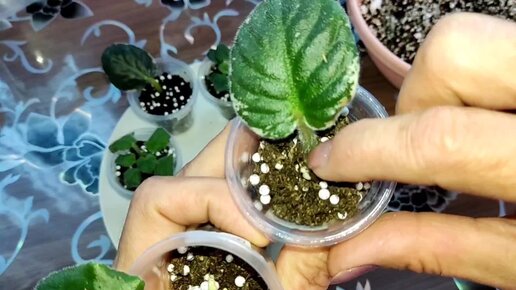 Фиалки на фитильном поливе. Как пересадить фиалку. Как реанимировать фиалку. Залитая фиалка. Поникли листья у фиалки.