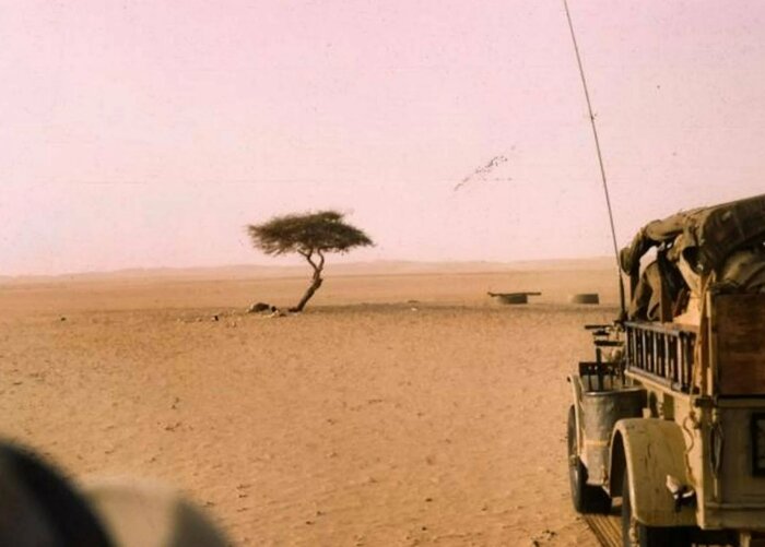 Дерево Тенере