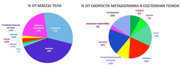 Отношение органов и тканей к массе тела и базовой скорости метаболизма. Источник: European Childhood Obesity Group  
