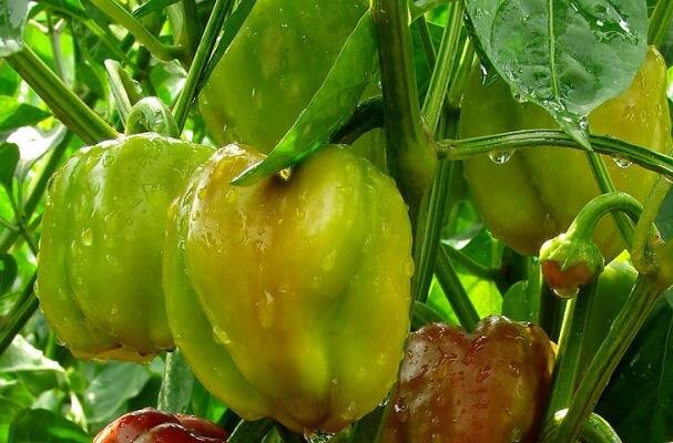 Как посадить перец на рассаду