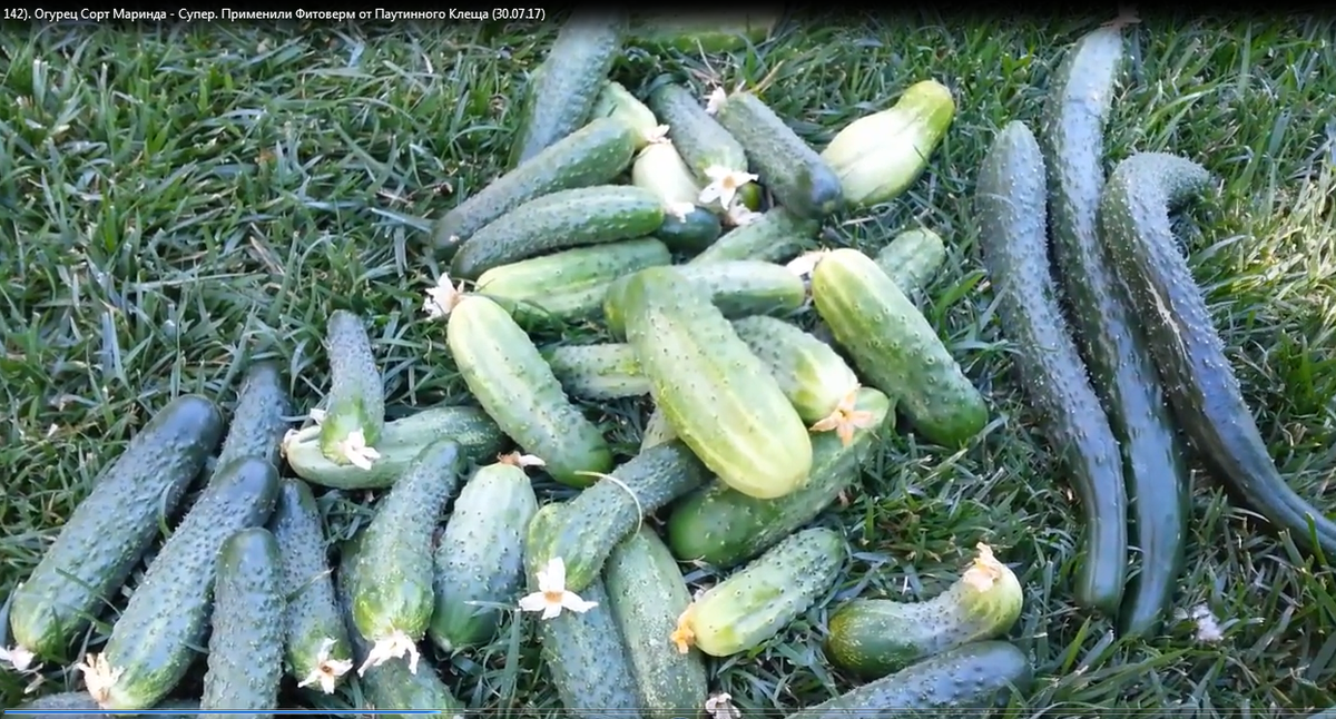 ССЫЛКА: https://www.youtube.com/watch?v=PIlEI1vg3zg.http