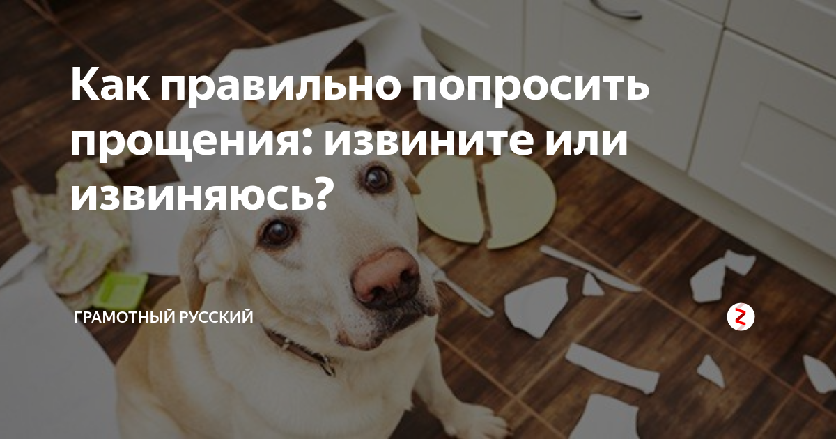 Просим прощения или прощение как правильно. Как правильно попросить. как правильно просить прощения. как правильно попросить прощения. как правильно просить или спросить.
