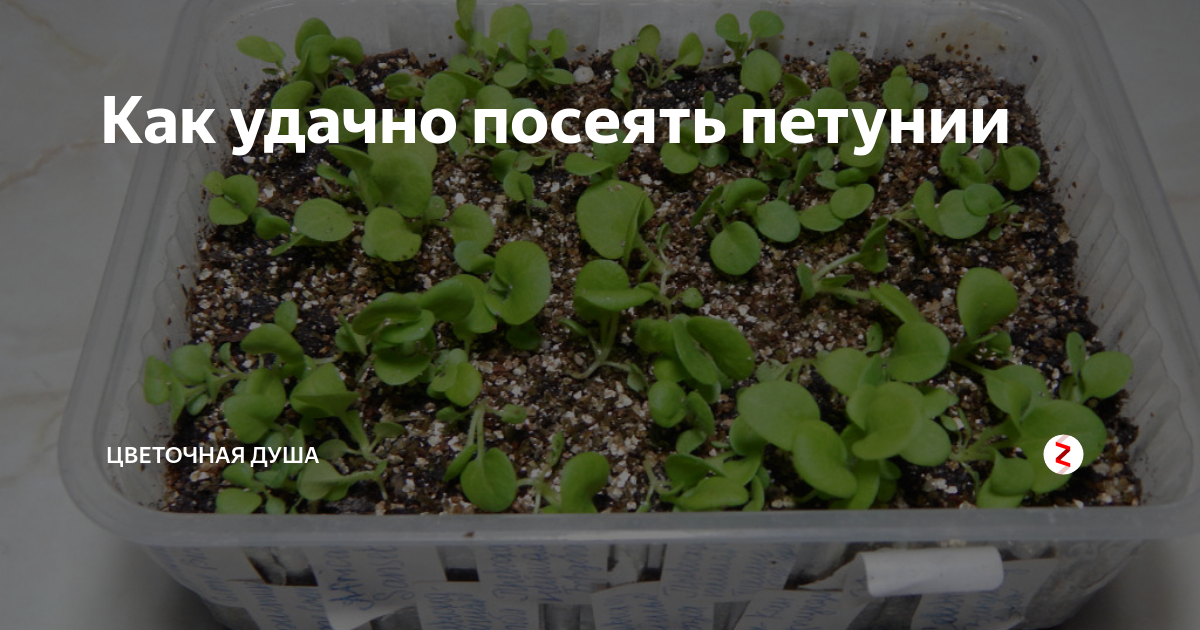 Когда сеять петунию по лунному календарю 2025