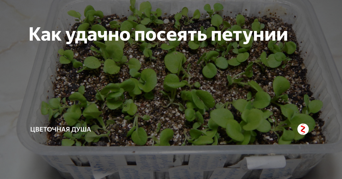 Посадка петунии на рассаду. Посадка петуний в феврале на рассаду. Сроки посадки петунии на рассаду.