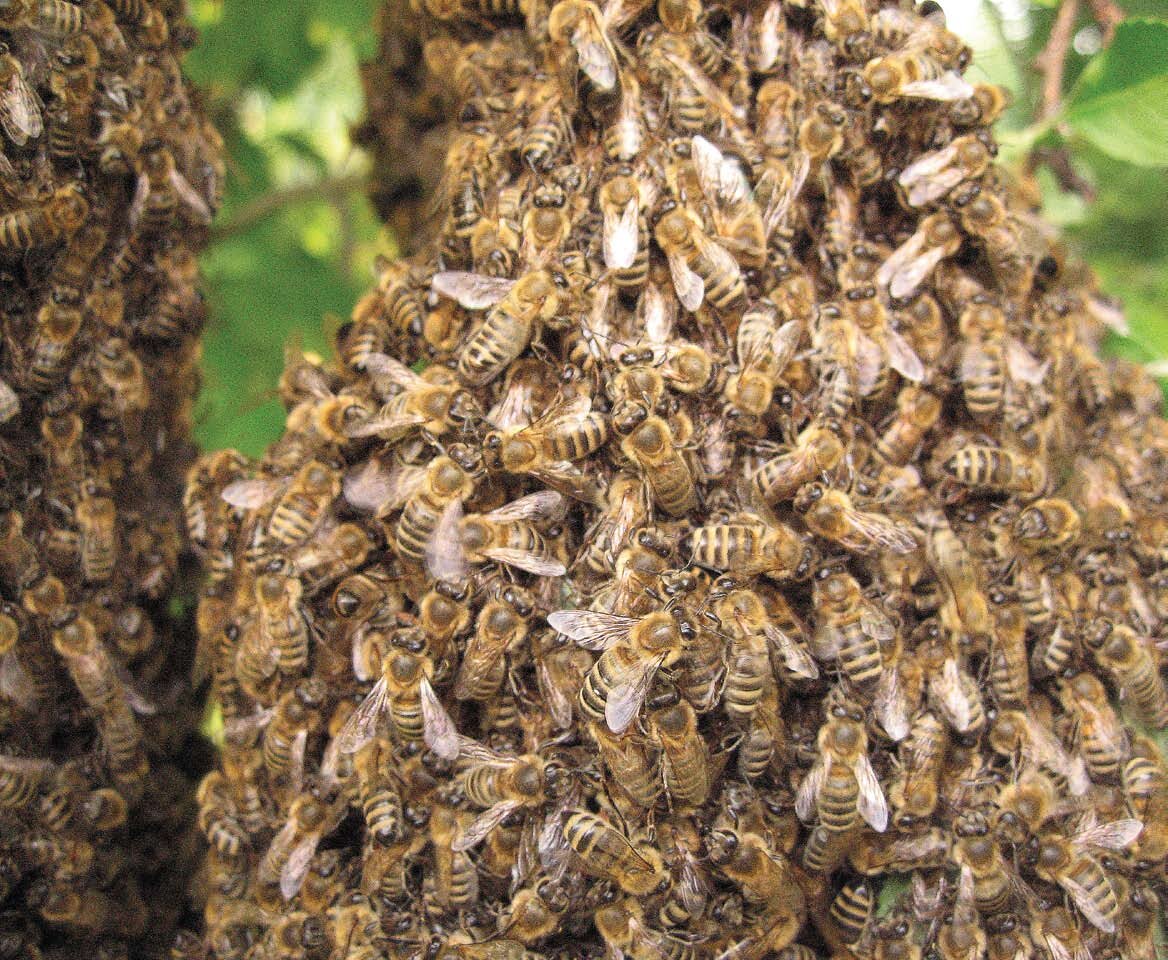 Роевые пчелы. Среднерусская пчела Рой. Роение пчёл предупреждение. Пчеловодство. Роение пчел.. Роение пчел в улье.