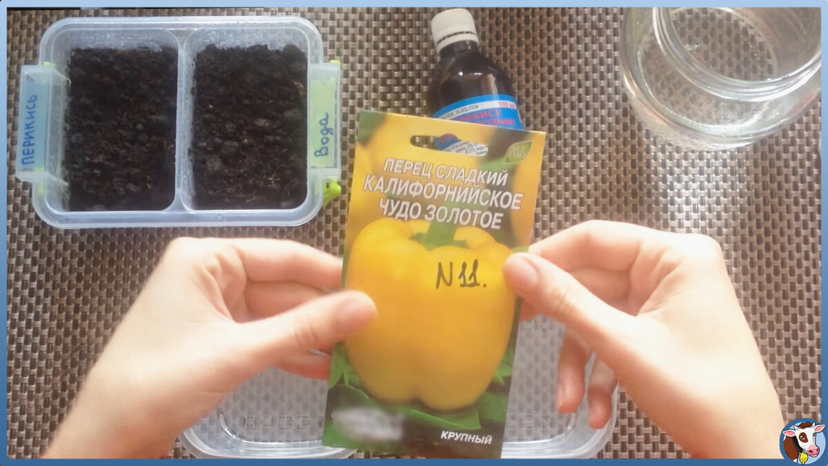 Можно замачивать семена в хлоргексидине. Перекись для рассады помидор. Замочить семена в перекиси. Замачивание семян в перекиси водорода. Замачивание семян томатов в перекиси водорода.
