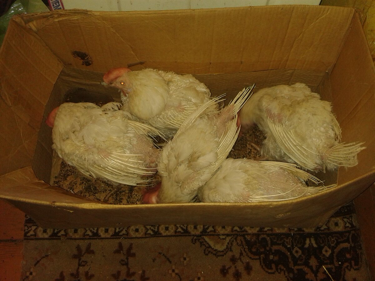 Курочки фабричные. Год и четыре месяца.. Все силы с них выкачали.