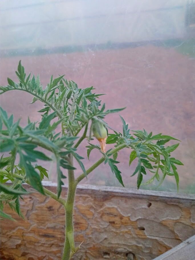 серебристая ель