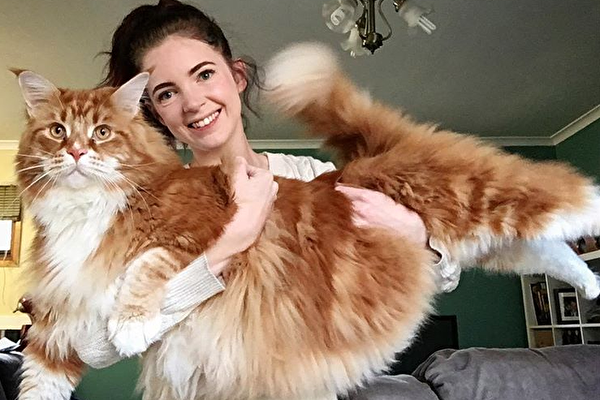 Фотография источник : Instagram omar_mainecoon