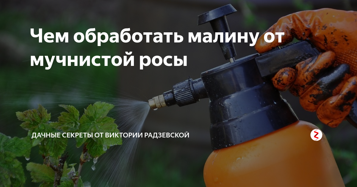 Чем удобрить калину