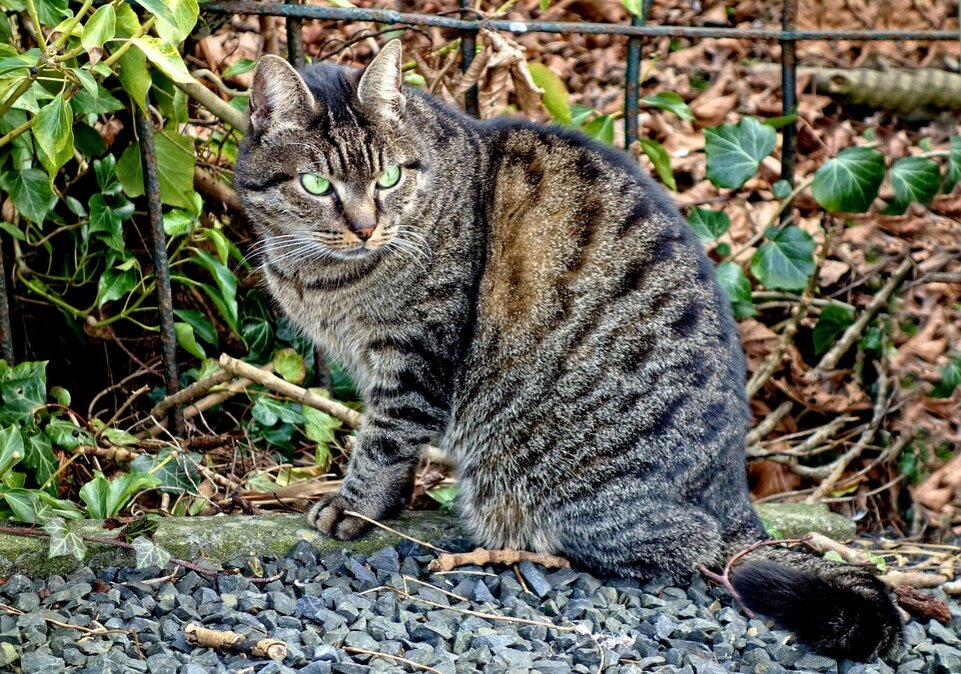 Шотландская вислоухая кошка