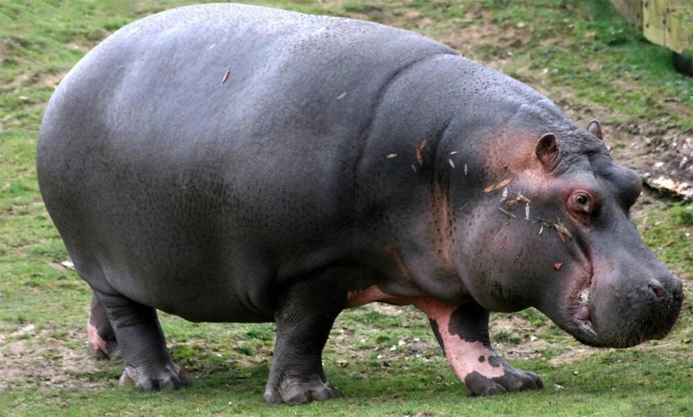 Антилопа окапи. 10 самых животных. Топ 10 тупых животных. 10 самых животных. Самийе странией животне.