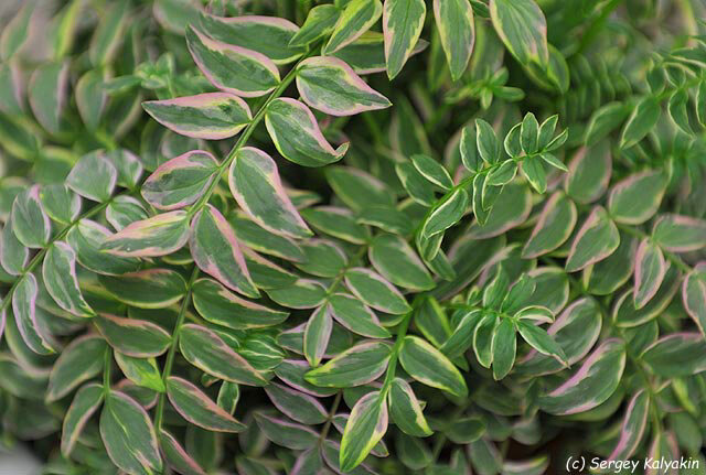 Синюха голубая ‘Kaleidoscope’