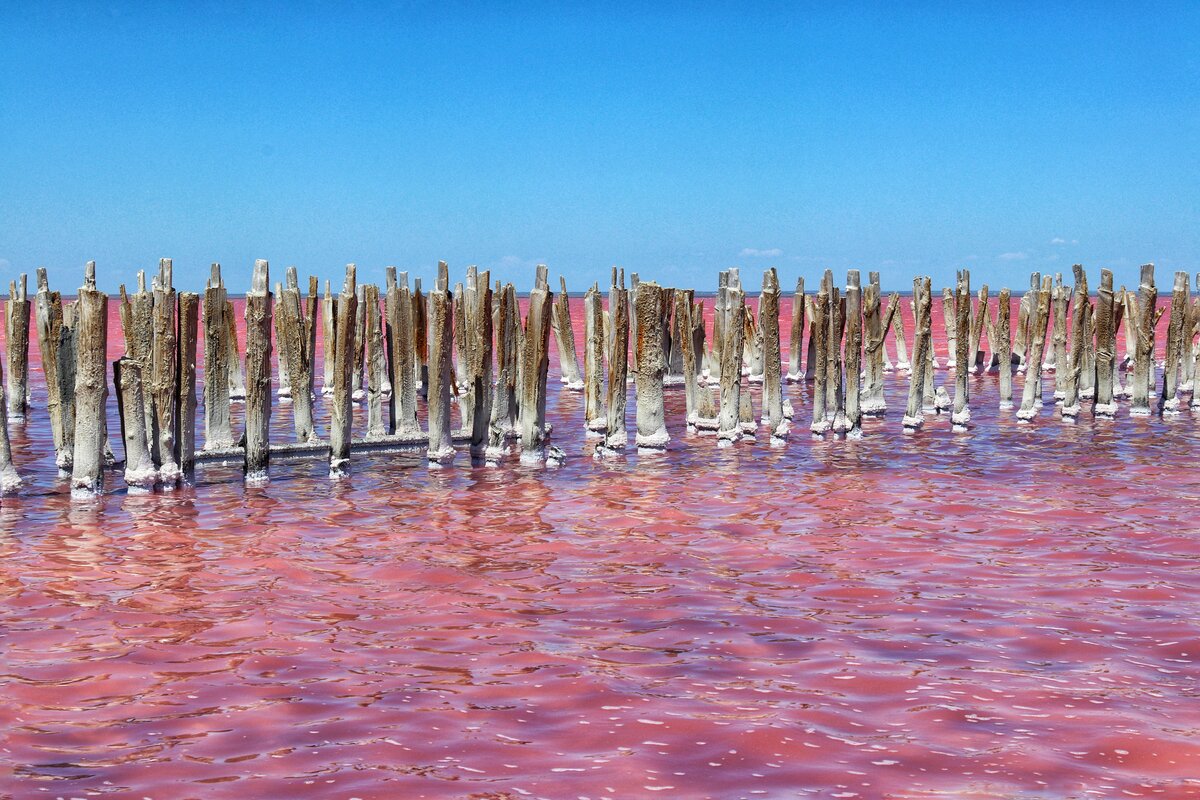 Есть розовое озеро. Сасык Сиваш озеро. Розовые озёра: Сасык, Кояшское, Чокрак.. Керчь Сасык Сиваш. Сасык Сиваш Фламинго.