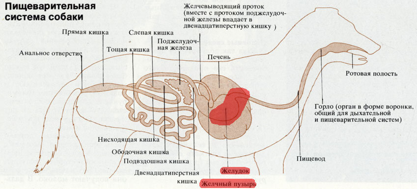 Пищеварительная система собак. Красным выделено донную часть желудка и жёлчный пузырь